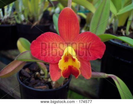Orquídea Cattleya