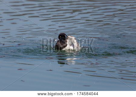 portrait of male tufted duck (Aythya fuligula) while swimming splashing and grooming