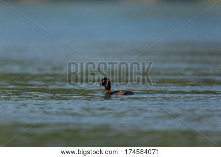 Female tufted duck (Aythya fuligula) swimming in sunshine on water surface