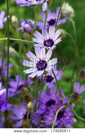 Blue and lilac flowers of Catananche (Cupid's dart). Family Compositae.
