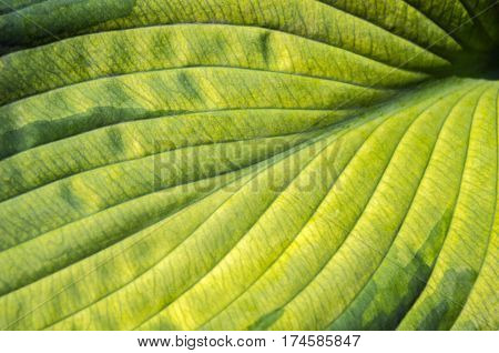 Leaf texture of Hosta (Funkia). Natural green and yellow background.