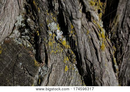 Bark tree texture. Bark tree background. Abstract texture and background for designers. Old vintage wood. Wooden pattern. Closeup view of old tree bark.