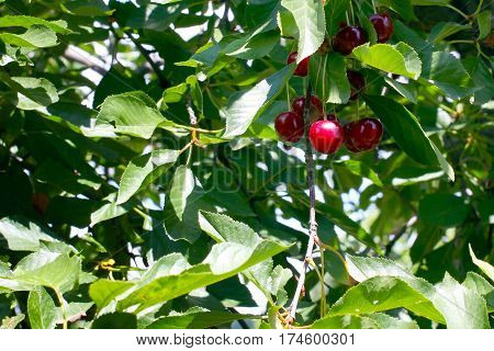 beautiful ripe fresh cherry fruit on the branch of a tree and surrounded by a sunny day