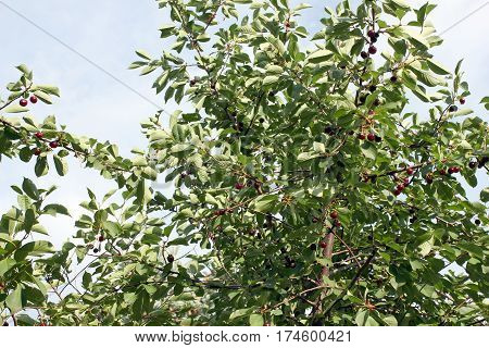 beautiful ripe fresh cherry fruit on the branch of a tree and surrounded by a sunny day