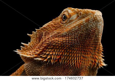 Portrait of Bearded Dragon Llizard on Isolated on Black Background