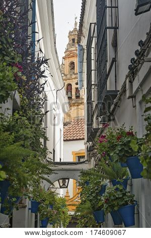 Cordoba (Andalucia Spain): old typical street in the Juderia with potted plants and flowers and the belfry of the cathedral in background