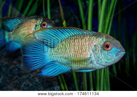 Portrait Of Cichlid Fish (andinoacara Sp.) In Aquarium