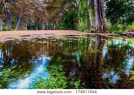 Fall Foliage On The Crystal Clear Frio River In Texas.