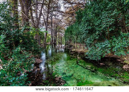 Fall Foliage On The Crystal Clear Frio River In Texas.