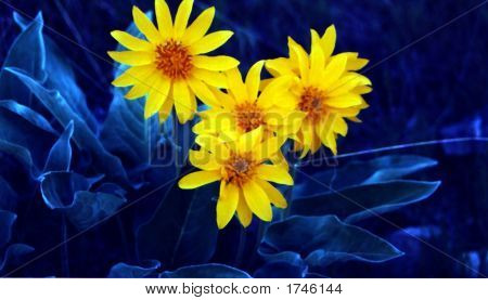 Fiori selvatici sole