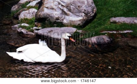 Swan 
