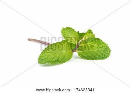 Fresh Peppermint  Leave.