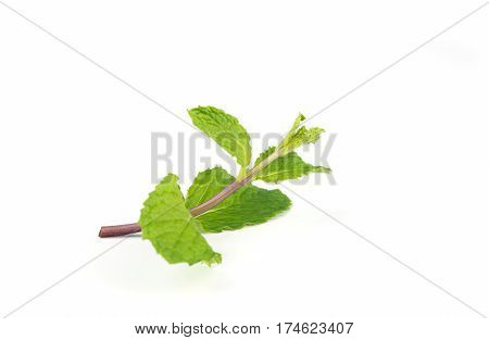 Fresh Peppermint  Leave.