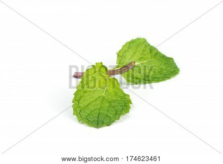 Fresh Peppermint  Leave.