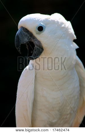 Cockatooo uccello