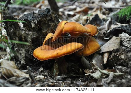 Omphalotus olearius or orange jack o lantern mushroom gills, toxic mushroom