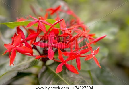 red ixora coccinea flower blossom macro shot