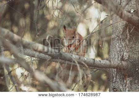 Red squirrel on a tree eats a nut