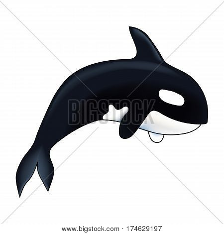 Orca vector illustration. Marine mammal. Killer whale. Isolated on white background