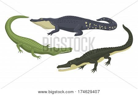 Cartoon green crocodile danger predator and australian wildlife river reptile carnivore alligator with scales teeth flat vector illustration. Tropical africa safari zoo character crocodylus.