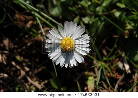 view of white daisyflower in the sun