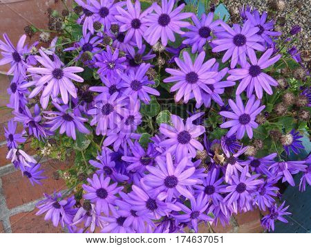 a riot of purple flowers blossoming in spring