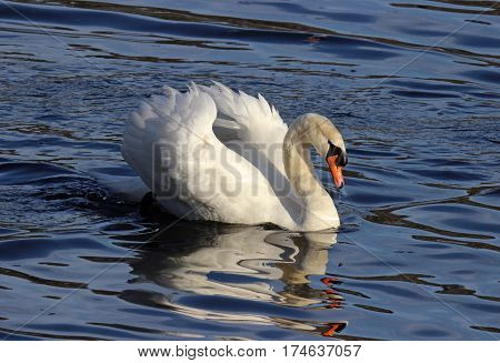 A mute swan swimming on a pond in winter