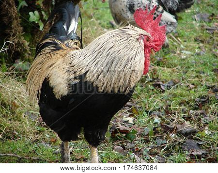 confident rooster prowling the grounds with hens
