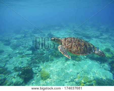 Sea turtle in turquoise blue water. Snorkeling or diving with tortoise. Wild green turtle in tropical lagoon. Sea environment with animals and seaweed. Vibrant turquoise blue water. Oceanic ecosystem