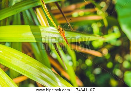 Dragonfly In Tropical Garden On A Green Leaf