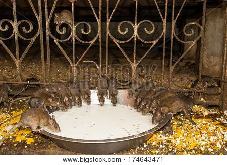 Feeding rats in scenic Karni Mata temple in India