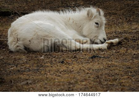 A Dall sheep laying on the ground
