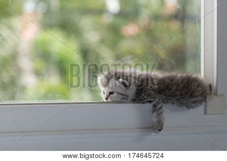 Cute ktten lyning on window and look for something.