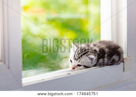 Cute ktten lyning on window and look for something.