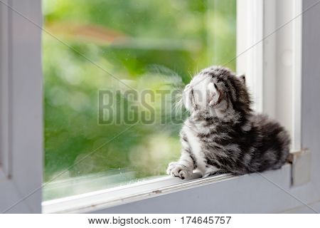 Cute ktten lyning on window and look for something.