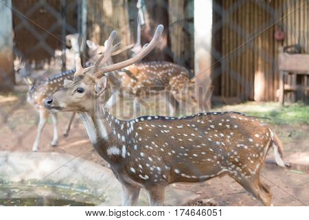 The chital or cheetal also known as spotted deer or axis deer that live in the zoo of thailand
