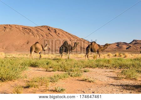Three Arabian camels, Camelus dromedarius, walking in the landscape of Ouzina, Morocco.