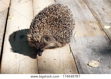 hedgehog closep with its funny shadow on wooden floor background