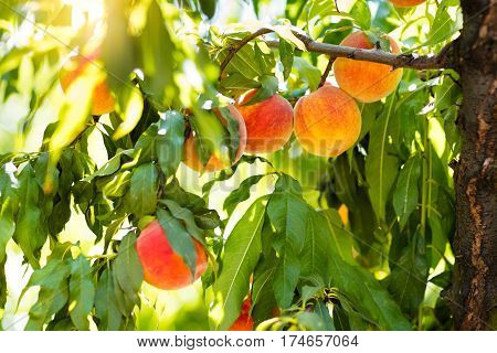 Fresh Ripe Peach On Tree In Summer Orchard