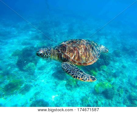 Sea turtle in water. Wild turtle swimming underwater in blue tropical sea. Undersea photo with tortoise. Sea turtle in wild nature. Snorkeling in tropic lagoon. Exotic island seashore with animal
