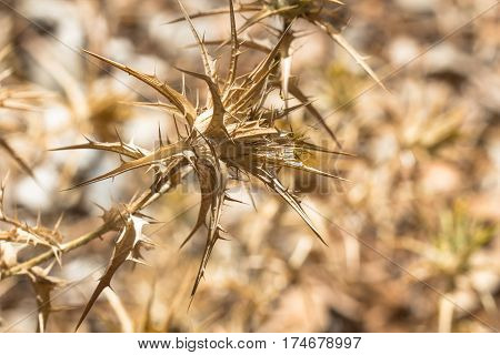 Dry wither desert golden plant full of thorn and spike as aggressive dangerous and intrusive botanical vegetation background