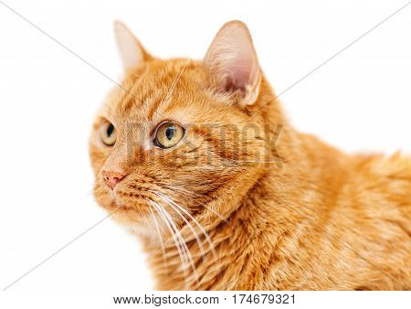 Old Red Cat