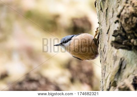 Nuthatch (Sitta europaea) on tree trunk. Colourful woodland bird in the family Sittidae hunting for insects on bark of tree