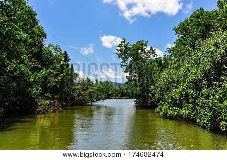 Rivery Scenery In Daintree Rainforest, Australia