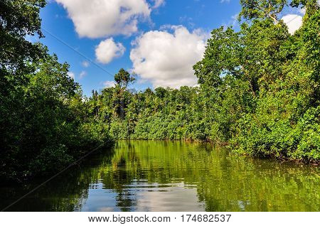 Rivery Scenery In Daintree Rainforest, Australia