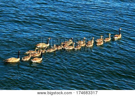 Canada Geese float on the waters of Lake Minocqua Wisconsin