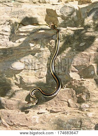 Western Ribbon Snake (Thamnophis proximus) hanging on a rock ledge in Illinois