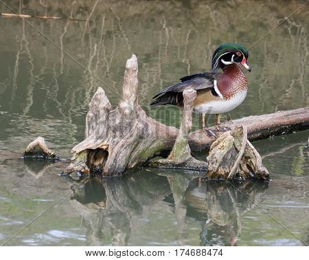 A wood duck in the swamp marshland