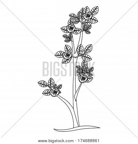 silhouette ramification with roses nature design vector illustration