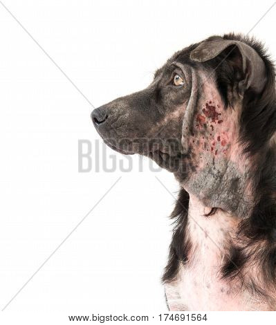 Closeup face of Dog sick leprosy skin problem with white background